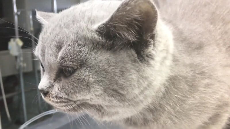 Video of a grey British Shorthair kitten from a real case in the IVALA Learn seizure disorders flashcard deck