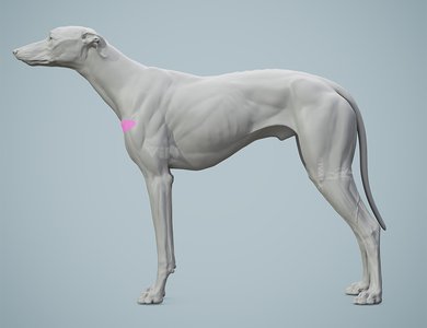 Canine skull from the side