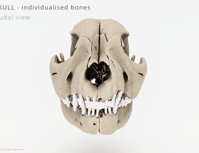 Canine skull from the side