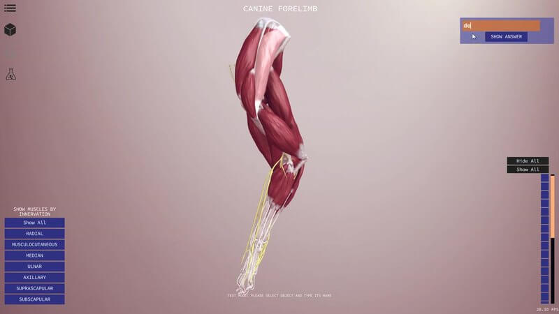 Test Yourself mode in the IVALA Learn 3D viewer with a canine forelimb muscle selected and an answer box