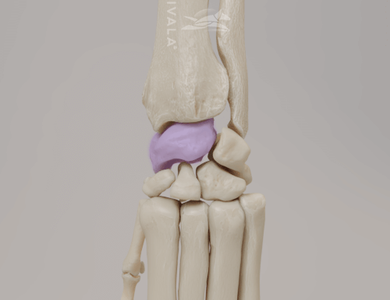 Canine forelimb anatomy