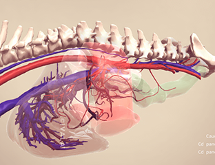Canine skull from the side