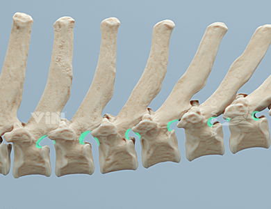 Canine axial spine anatomy