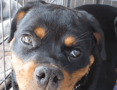 Neuro case videos - vestibular & cerebellar disease