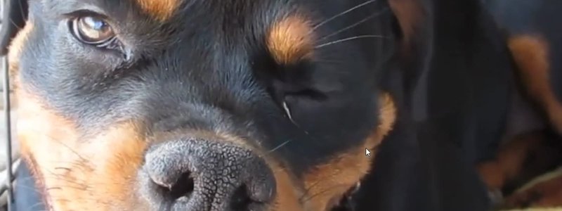Close-up of a young Rottweiler from a real case video in the IVALA Learn vestibular and cerebellar disease flashcard deck