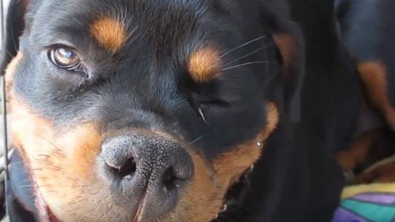 Close-up of a young Rottweiler from a real case video in the IVALA Learn vestibular and cerebellar disease flashcard deck