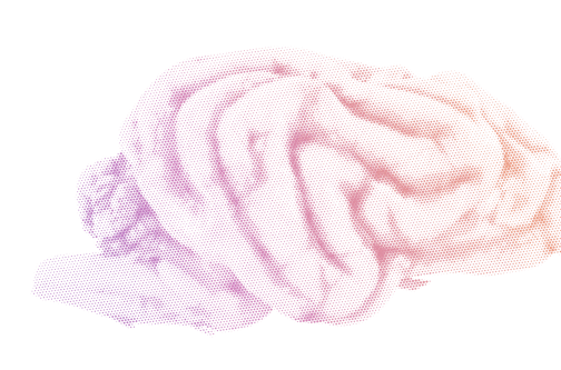 Canine brain lateral