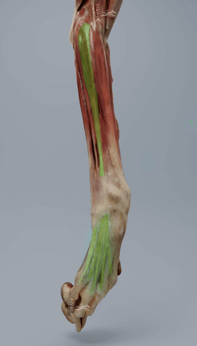 Craniolateral antebrachium